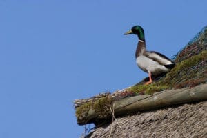 Duck-View