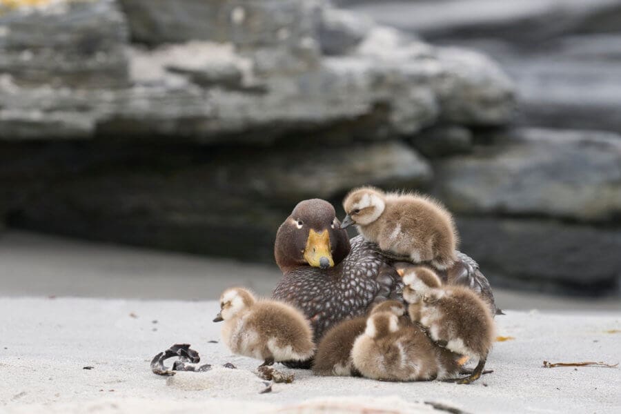 Hatching Ducks
