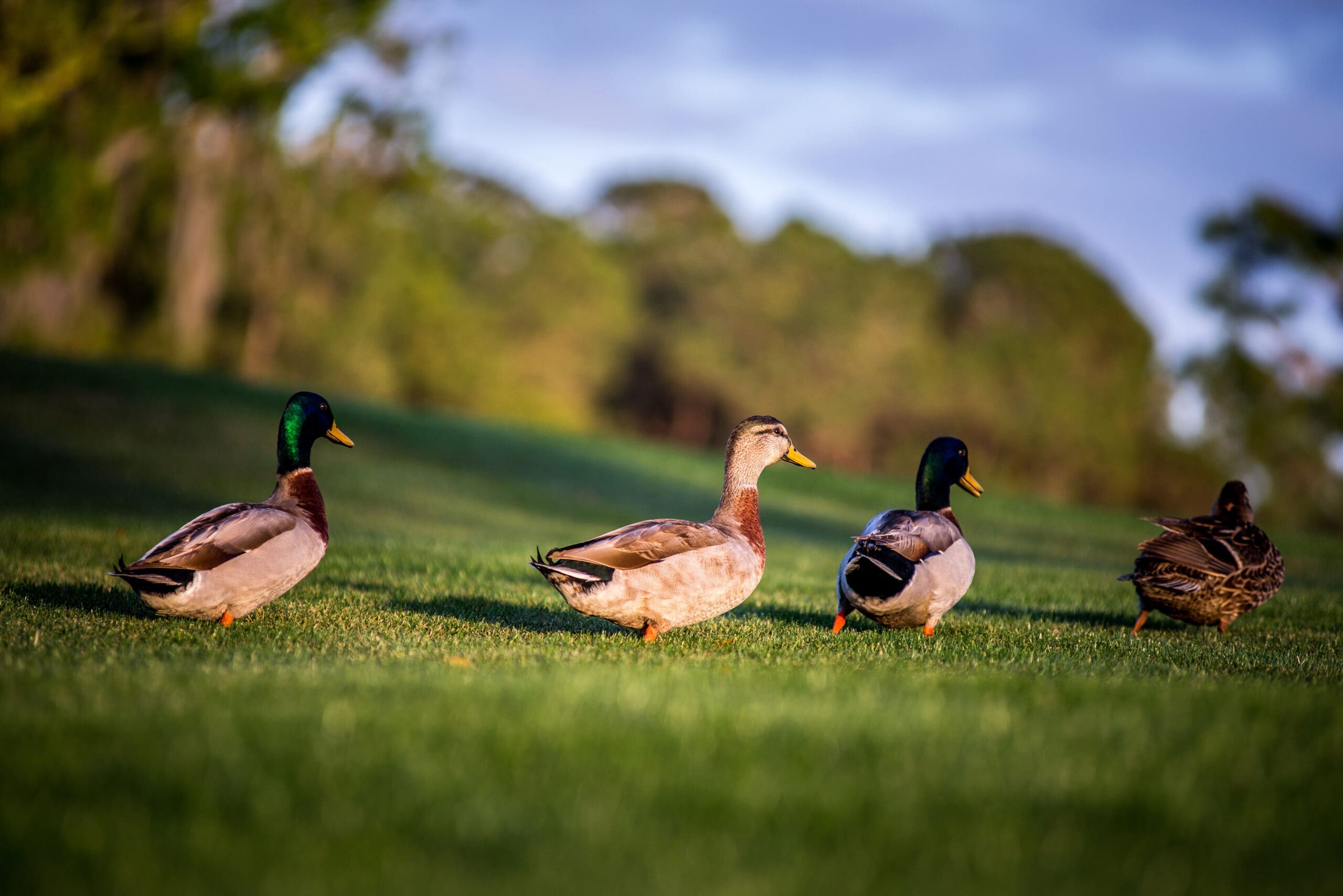 Ducks in a row