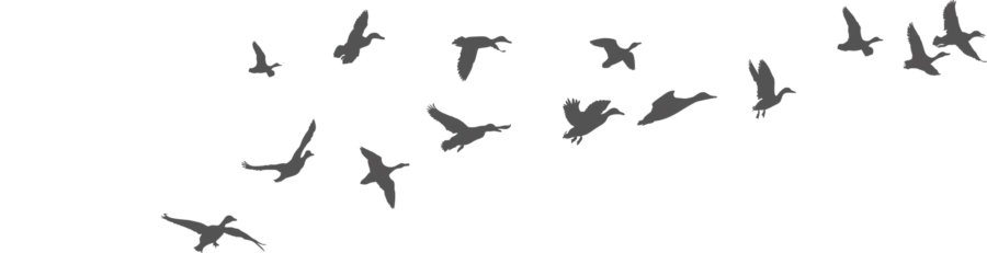 Ducks-v-formation-offset