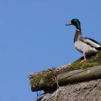 Duck-View